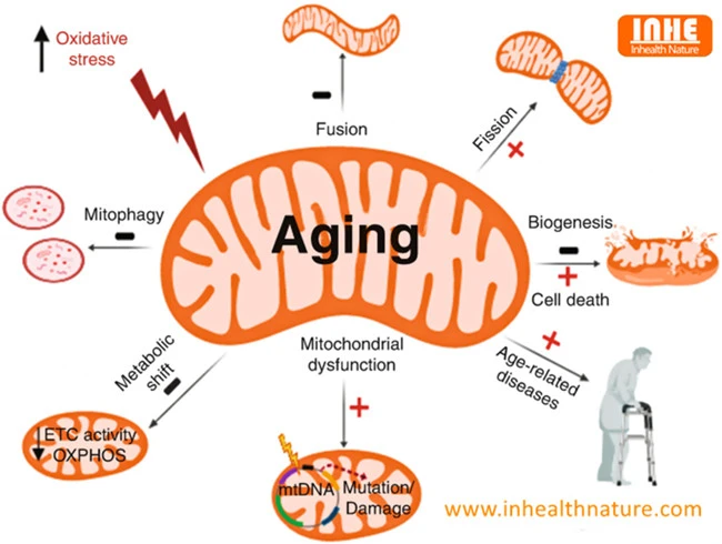 Mitochondrial Function in Aging