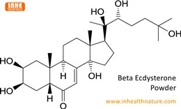 Beta Ecdysterone Powder tuaj yeem txhim kho cov leeg nqaij?