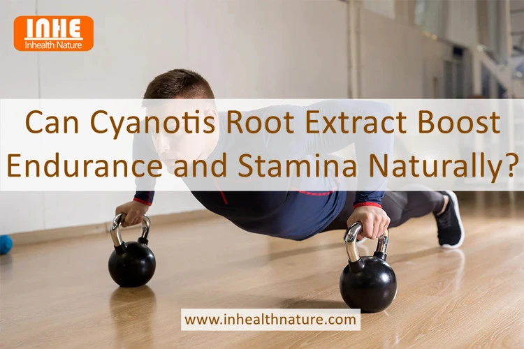 Can Cyanotis Root Extract Boost Endurance and Stamina Naturally