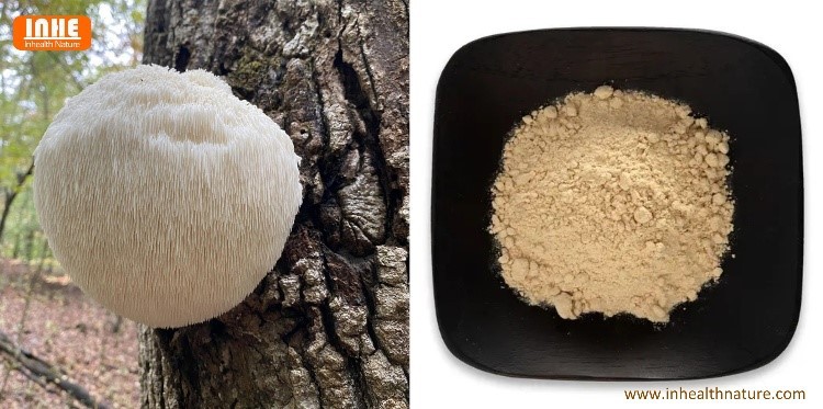 Hericium Erinaceus and Lions Mane Mushroom Powder Hericium Erinaceus and Lions Mane Mushroom Powder