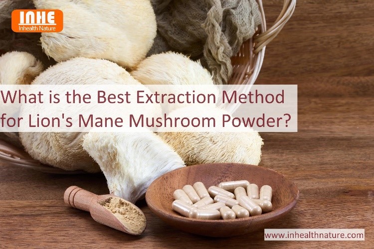 What is the Best Extraction Method for Lions Mane Mushroom Powder What is the Best Extraction Method for Lions Mane Mushroom Powder